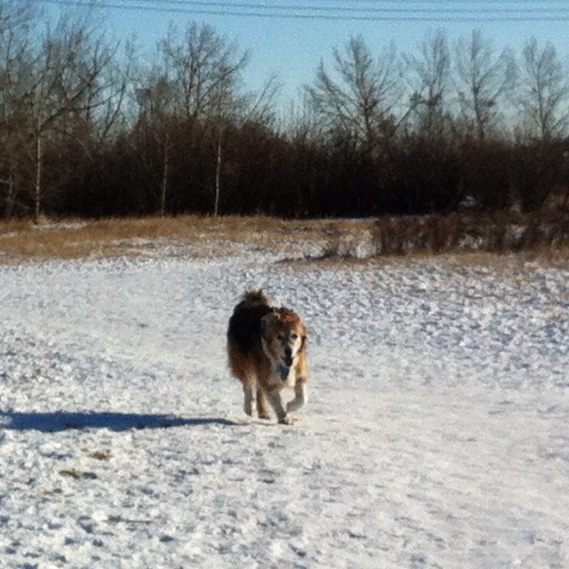Here are some happy dawgs!!! #sunshine #summer #dogs #packwalks #dogwalker #nwcalgary #yyc