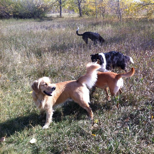 Here are some happy dawgs!!! #sunshine #summer #dogs #packwalks #dogwalker #nwcalgary #yyc