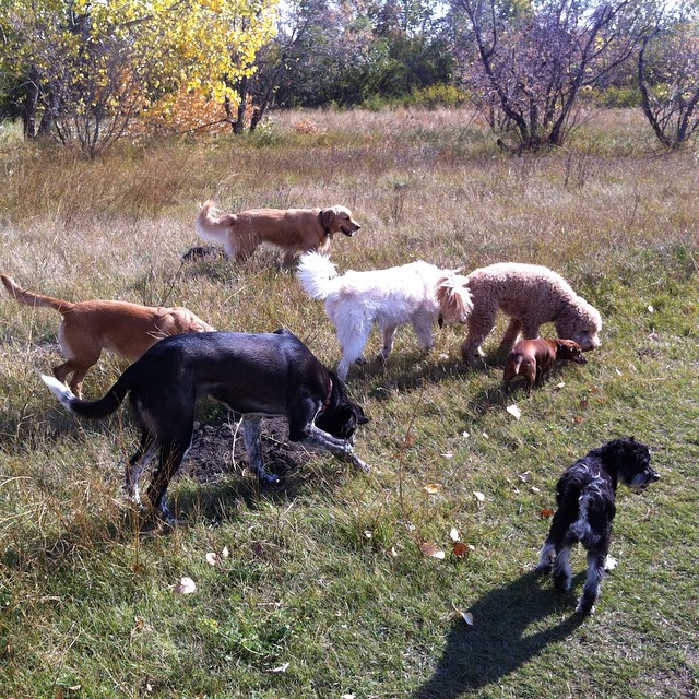 Here are some happy dawgs!!! #sunshine #summer #dogs #packwalks #dogwalker #nwcalgary #yyc