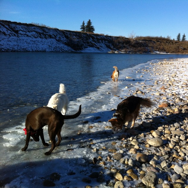 Here are some happy dawgs!!! #sunshine #summer #dogs #packwalks #dogwalker #nwcalgary #yyc
