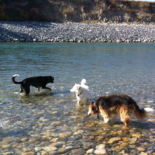 Here are some happy dawgs!!! #sunshine #summer #dogs #packwalks #dogwalker #nwcalgary #yyc