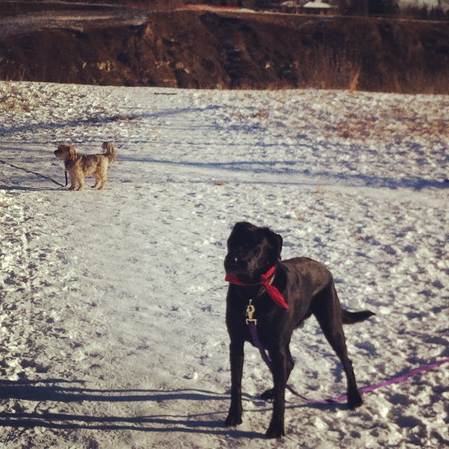 Here are some happy dawgs!!! #sunshine #summer #dogs #packwalks #dogwalker #nwcalgary #yyc