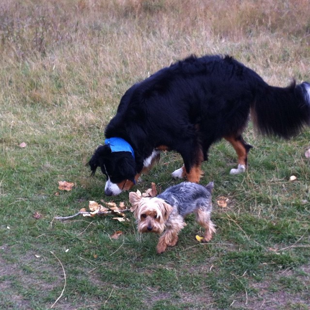 Here are some happy dawgs!!! #sunshine #summer #dogs #packwalks #dogwalker #nwcalgary #yyc