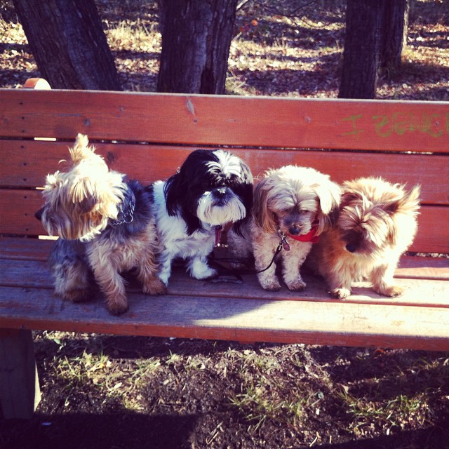 Here are some happy dawgs!!! #sunshine #summer #dogs #packwalks #dogwalker #nwcalgary #yyc