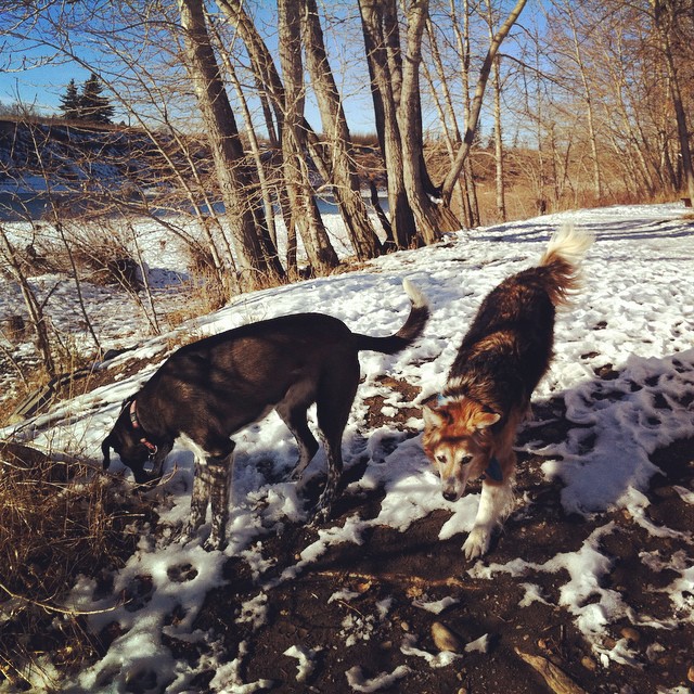 Here are some happy dawgs!!! #sunshine #summer #dogs #packwalks #dogwalker #nwcalgary #yyc