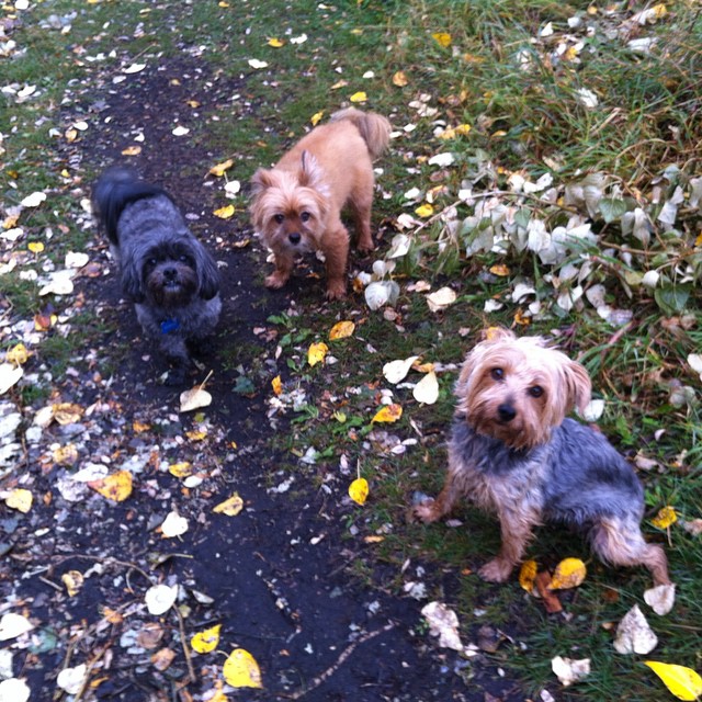 Here are some happy dawgs!!! #sunshine #summer #dogs #packwalks #dogwalker #nwcalgary #yyc