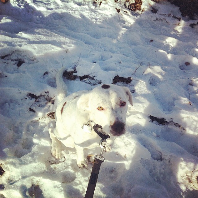 Here are some happy dawgs!!! #sunshine #summer #dogs #packwalks #dogwalker #nwcalgary #yyc