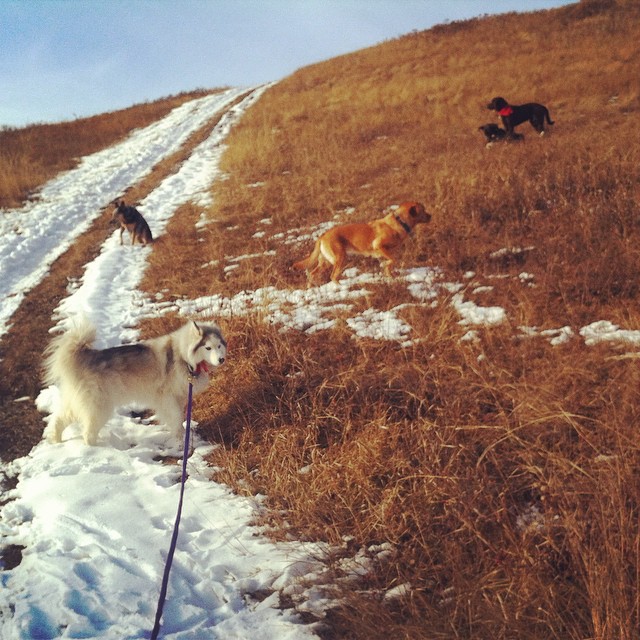 Here are some happy dawgs!!! #sunshine #summer #dogs #packwalks #dogwalker #nwcalgary #yyc