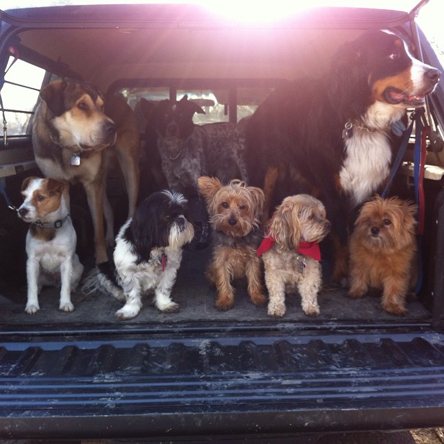 Here are some happy dawgs!!! #sunshine #summer #dogs #packwalks #dogwalker #nwcalgary #yyc