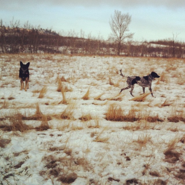 Here are some happy dawgs!!! #sunshine #summer #dogs #packwalks #dogwalker #nwcalgary #yyc