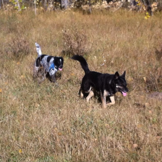 Here are some happy dawgs!!! #sunshine #summer #dogs #packwalks #dogwalker #nwcalgary #yyc