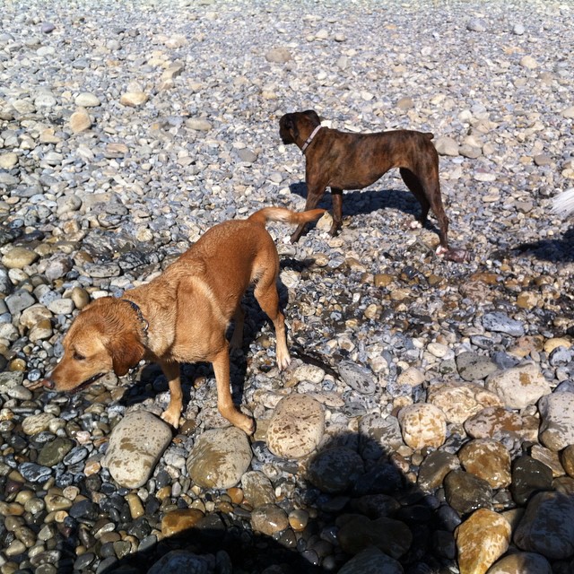 Here are some happy dawgs!!! #sunshine #summer #dogs #packwalks #dogwalker #nwcalgary #yyc