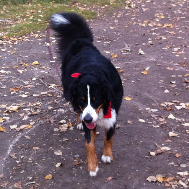 Here are some happy dawgs!!! #sunshine #summer #dogs #packwalks #dogwalker #nwcalgary #yyc