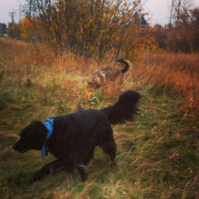 Here are some happy dawgs!!! #sunshine #summer #dogs #packwalks #dogwalker #nwcalgary #yyc