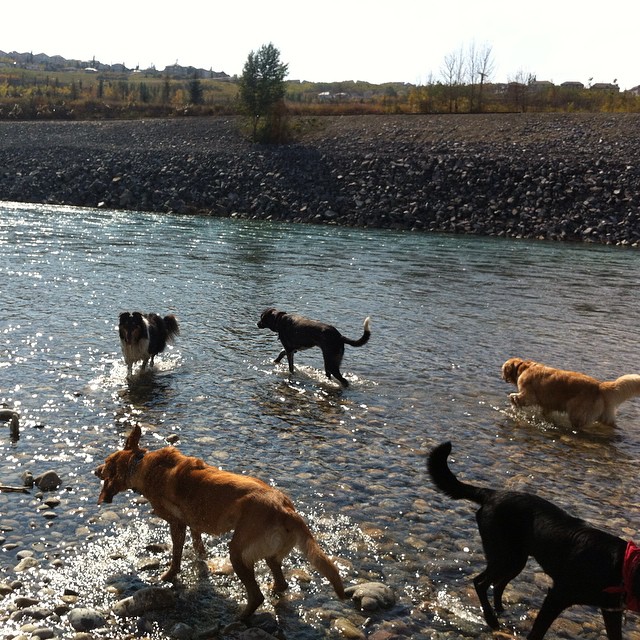 Here are some happy dawgs!!! #sunshine #summer #dogs #packwalks #dogwalker #nwcalgary #yyc