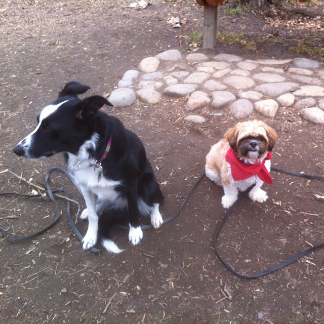 Here are some happy dawgs!!! #sunshine #summer #dogs #packwalks #dogwalker #nwcalgary #yyc