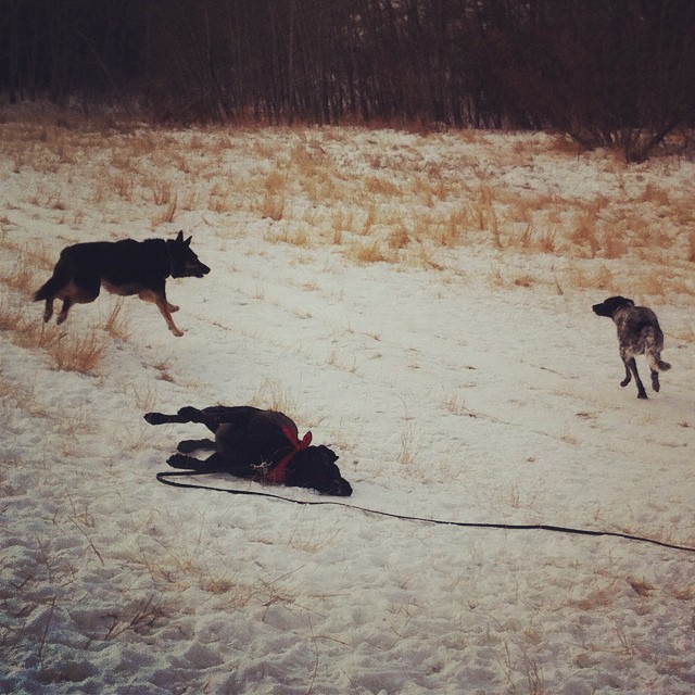 Here are some happy dawgs!!! #sunshine #summer #dogs #packwalks #dogwalker #nwcalgary #yyc
