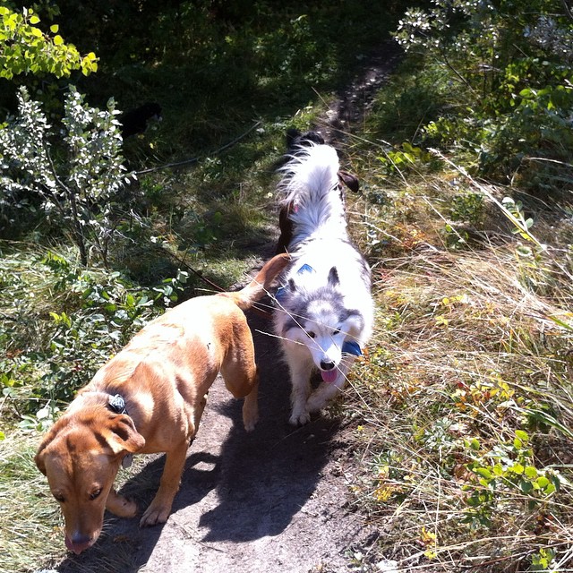 Here are some happy dawgs!!! #sunshine #summer #dogs #packwalks #dogwalker #nwcalgary #yyc