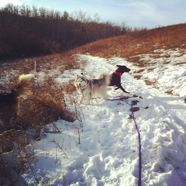 Here are some happy dawgs!!! #sunshine #summer #dogs #packwalks #dogwalker #nwcalgary #yyc