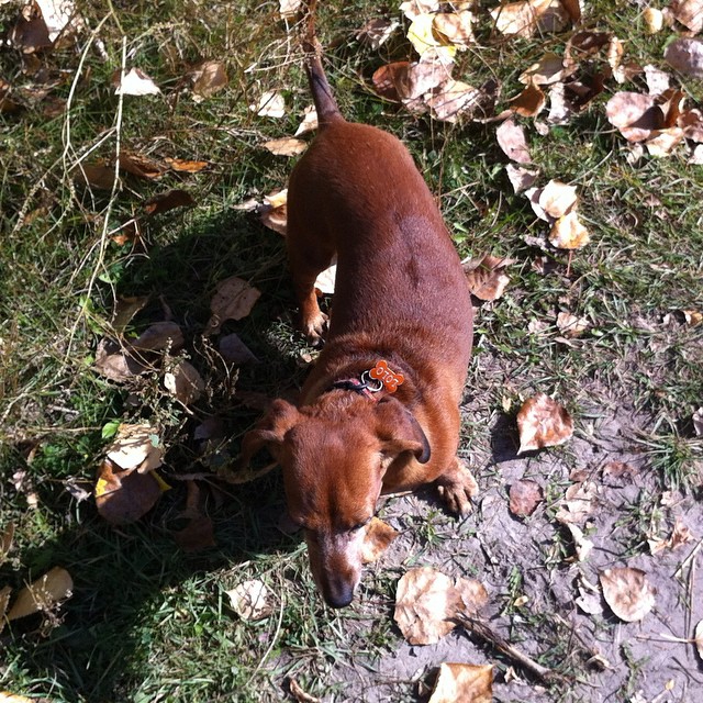 Here are some happy dawgs!!! #sunshine #summer #dogs #packwalks #dogwalker #nwcalgary #yyc