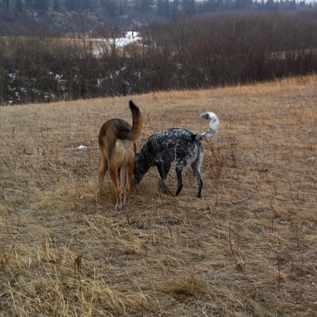 Here are some happy dawgs!!! #sunshine #summer #dogs #packwalks #dogwalker #nwcalgary #yyc