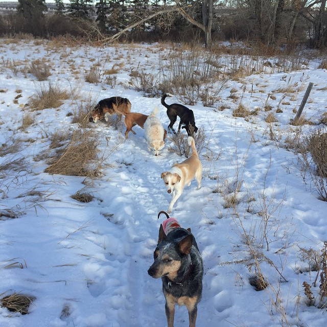 Here are some happy dawgs!!! #sunshine #summer #dogs #packwalks #dogwalker #nwcalgary #yyc
