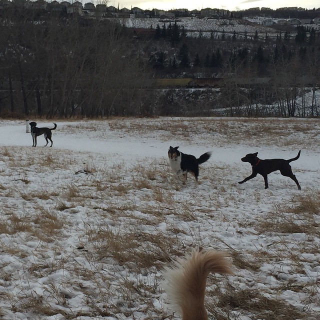 Here are some happy dawgs!!! #sunshine #summer #dogs #packwalks #dogwalker #nwcalgary #yyc