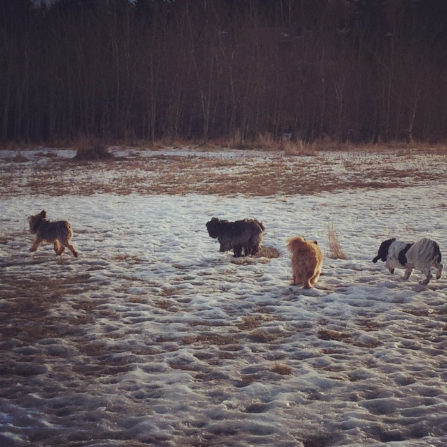Here are some happy dawgs!!! #sunshine #summer #dogs #packwalks #dogwalker #nwcalgary #yyc