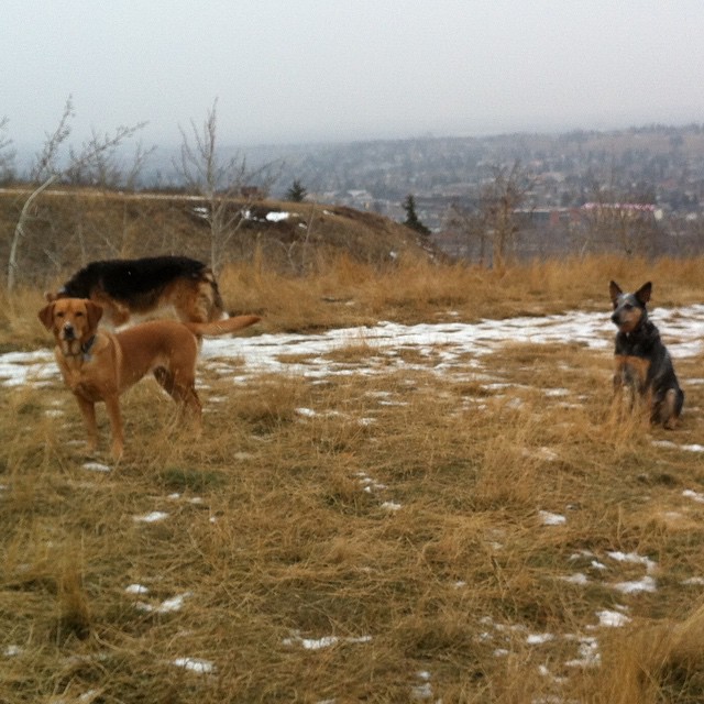 Here are some happy dawgs!!! #sunshine #summer #dogs #packwalks #dogwalker #nwcalgary #yyc