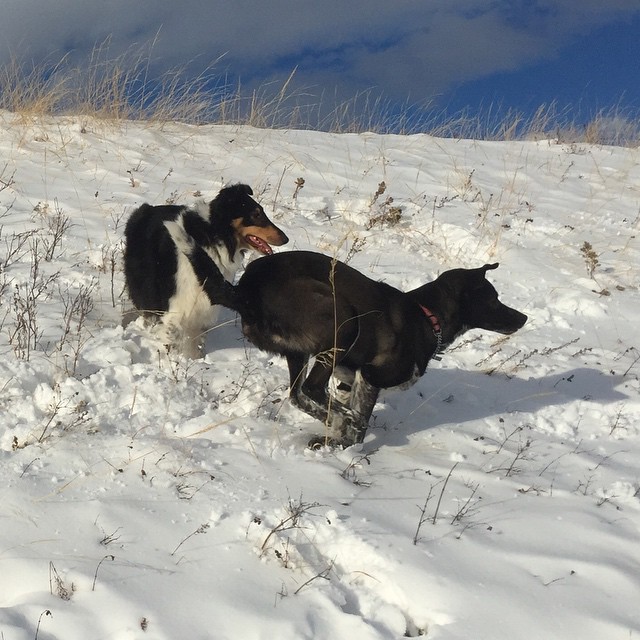 Here are some happy dawgs!!! #sunshine #summer #dogs #packwalks #dogwalker #nwcalgary #yyc