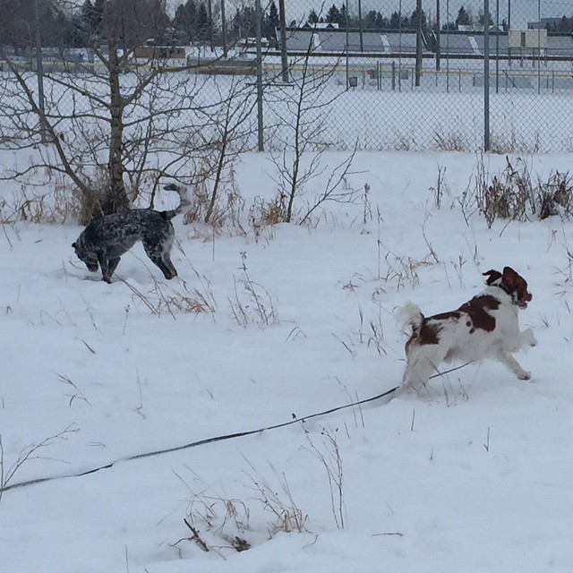 Here are some happy dawgs!!! #sunshine #summer #dogs #packwalks #dogwalker #nwcalgary #yyc