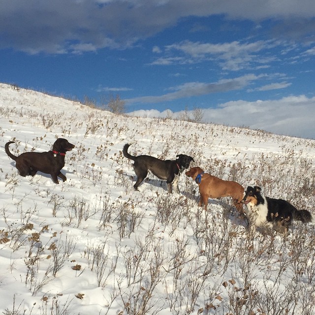 Here are some happy dawgs!!! #sunshine #summer #dogs #packwalks #dogwalker #nwcalgary #yyc
