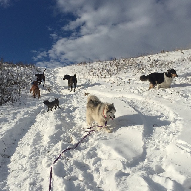 Here are some happy dawgs!!! #sunshine #summer #dogs #packwalks #dogwalker #nwcalgary #yyc