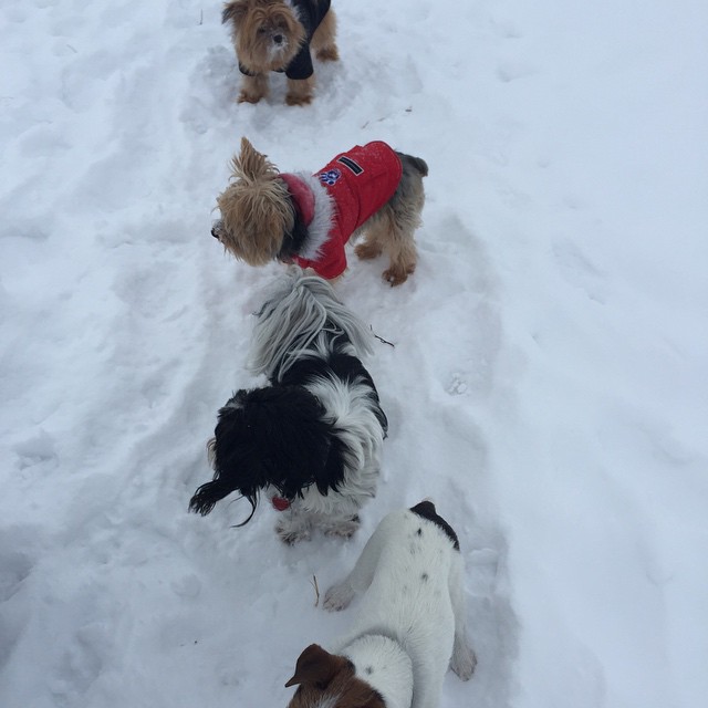 Here are some happy dawgs!!! #sunshine #summer #dogs #packwalks #dogwalker #nwcalgary #yyc