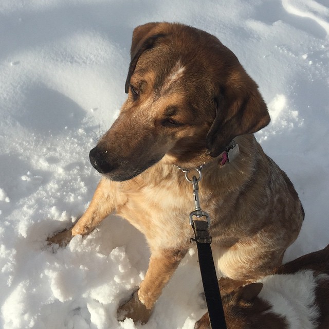 Here are some happy dawgs!!! #sunshine #summer #dogs #packwalks #dogwalker #nwcalgary #yyc