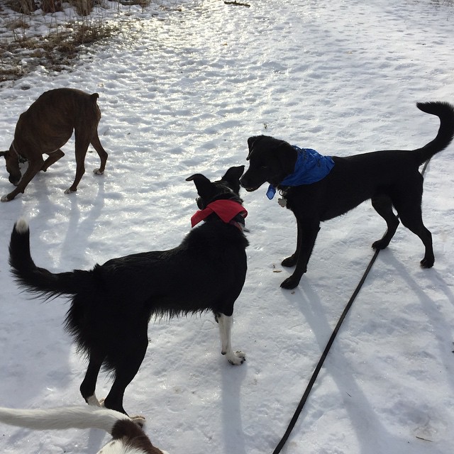 Here are some happy dawgs!!! #sunshine #summer #dogs #packwalks #dogwalker #nwcalgary #yyc