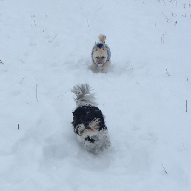 Here are some happy dawgs!!! #sunshine #summer #dogs #packwalks #dogwalker #nwcalgary #yyc