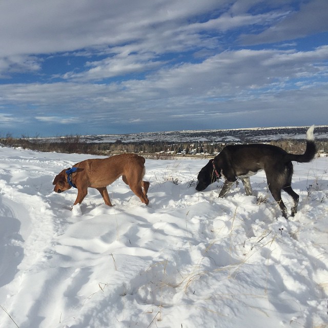 Here are some happy dawgs!!! #sunshine #summer #dogs #packwalks #dogwalker #nwcalgary #yyc