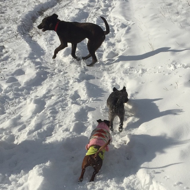 Here are some happy dawgs!!! #sunshine #summer #dogs #packwalks #dogwalker #nwcalgary #yyc