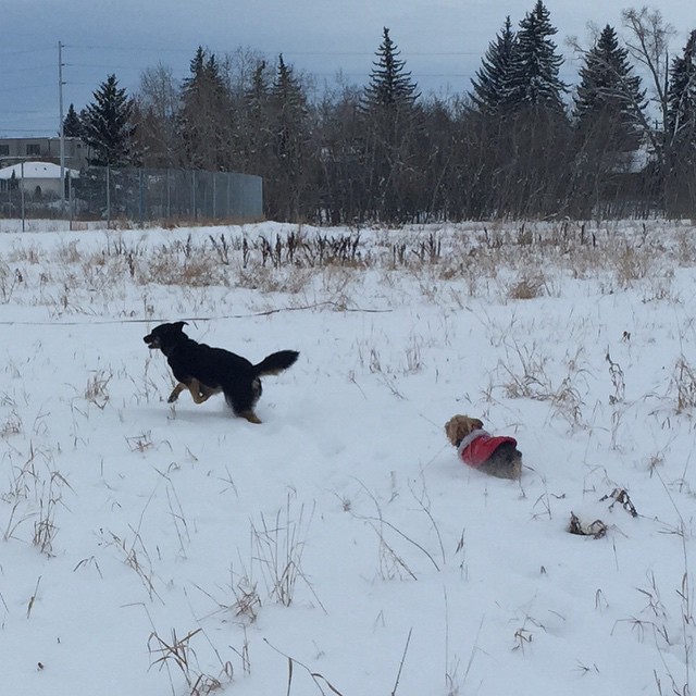 Here are some happy dawgs!!! #sunshine #summer #dogs #packwalks #dogwalker #nwcalgary #yyc