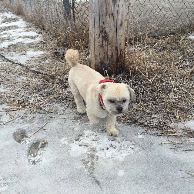 Here are some happy dawgs!!! #sunshine #summer #dogs #packwalks #dogwalker #nwcalgary #yyc