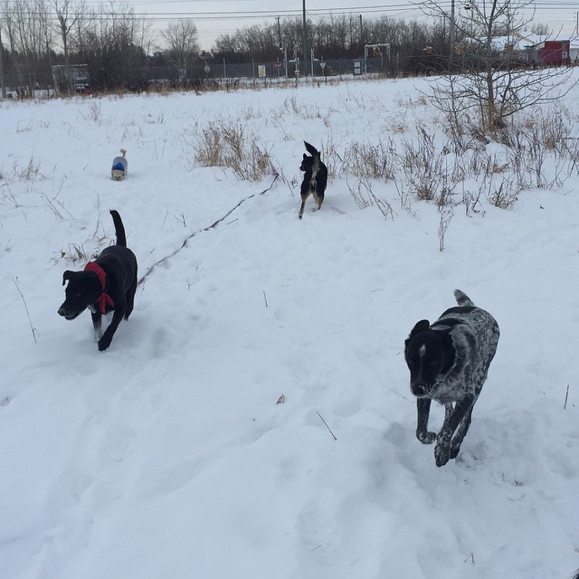 Here are some happy dawgs!!! #sunshine #summer #dogs #packwalks #dogwalker #nwcalgary #yyc