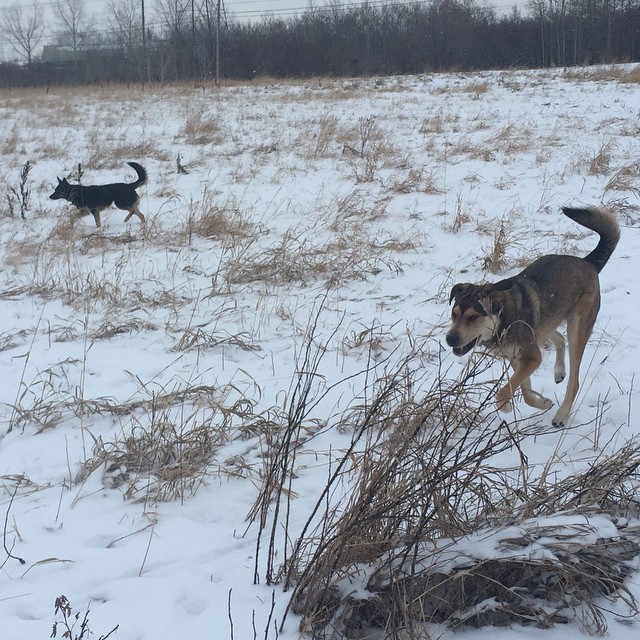 Here are some happy dawgs!!! #sunshine #summer #dogs #packwalks #dogwalker #nwcalgary #yyc