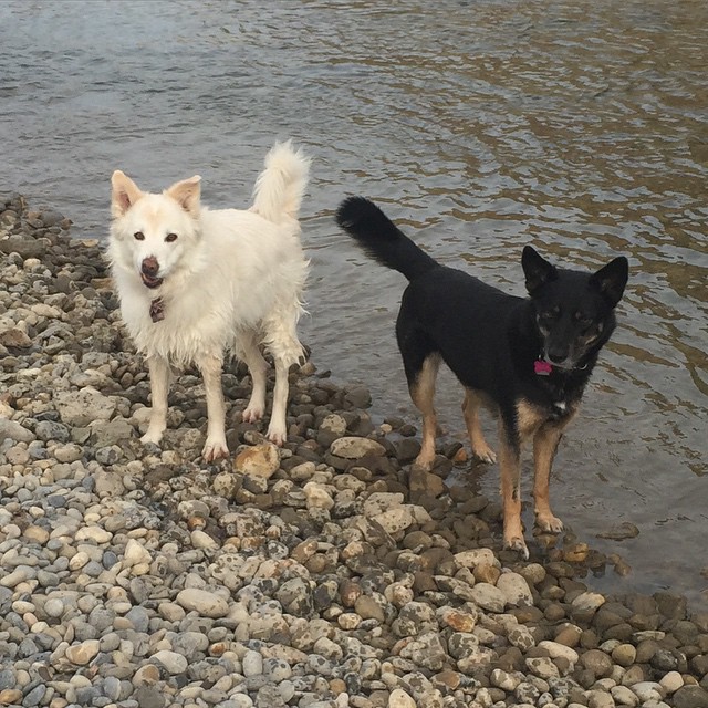 Here are some happy dawgs!!! #sunshine #summer #dogs #packwalks #dogwalker #nwcalgary #yyc