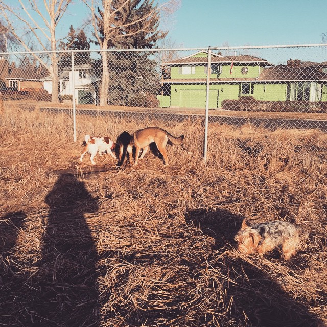 Here are some happy dawgs!!! #sunshine #summer #dogs #packwalks #dogwalker #nwcalgary #yyc