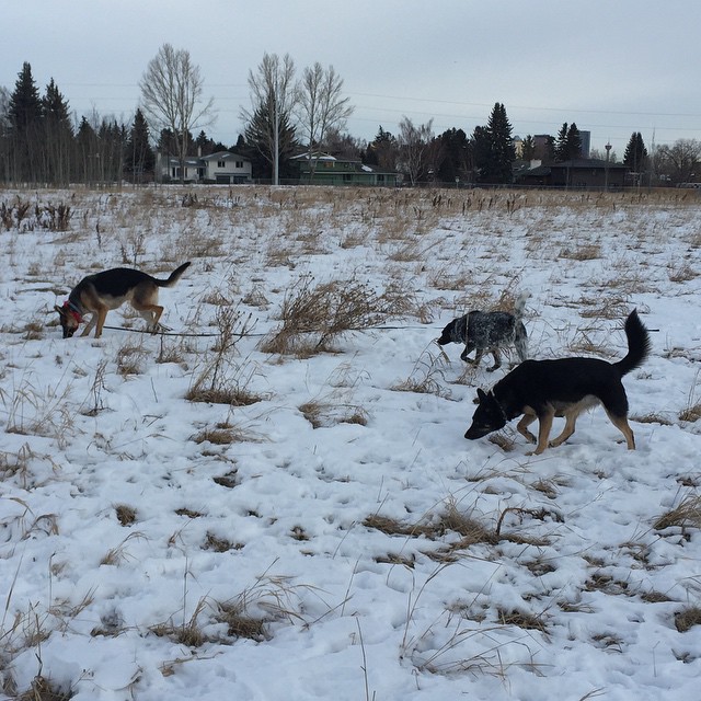 Here are some happy dawgs!!! #sunshine #summer #dogs #packwalks #dogwalker #nwcalgary #yyc
