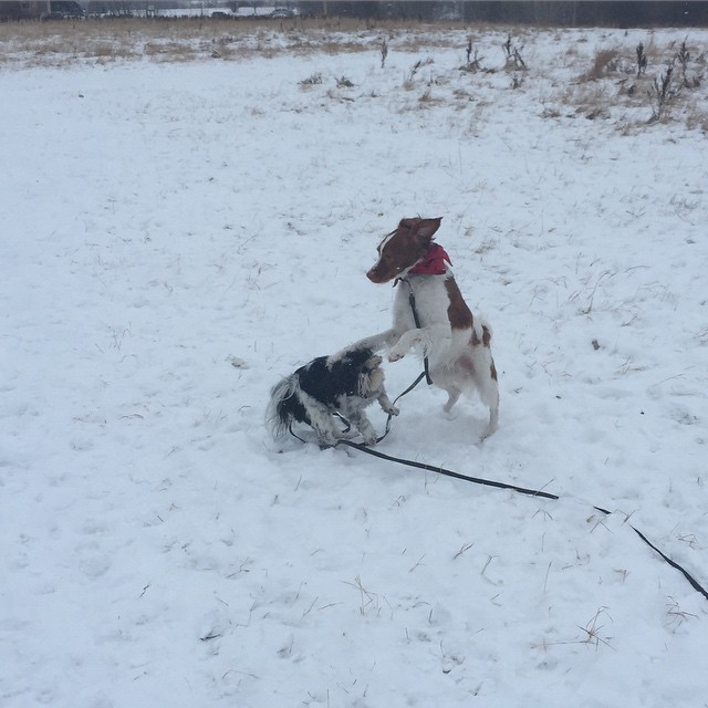 Here are some happy dawgs!!! #sunshine #summer #dogs #packwalks #dogwalker #nwcalgary #yyc