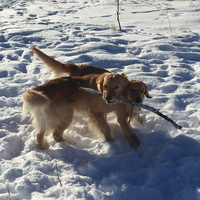 Here are some happy dawgs!!! #sunshine #summer #dogs #packwalks #dogwalker #nwcalgary #yyc