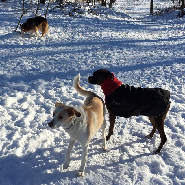 Here are some happy dawgs!!! #sunshine #summer #dogs #packwalks #dogwalker #nwcalgary #yyc