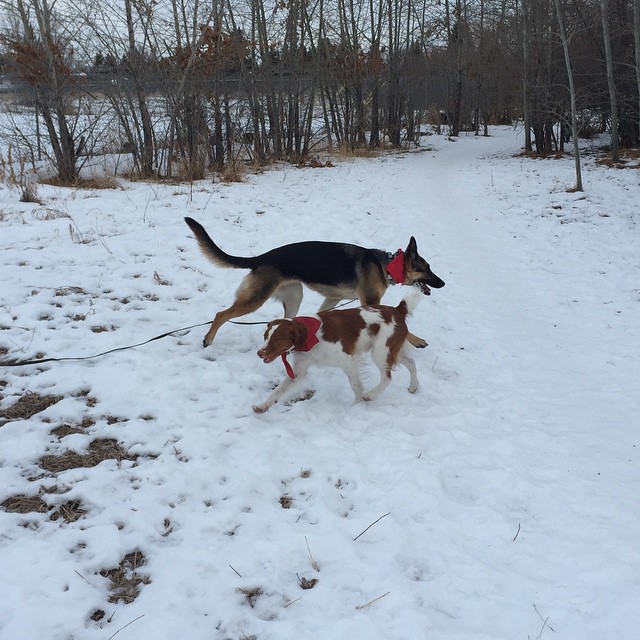 Here are some happy dawgs!!! #sunshine #summer #dogs #packwalks #dogwalker #nwcalgary #yyc